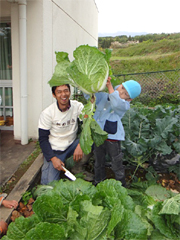 画像：保育園児による野菜の収穫